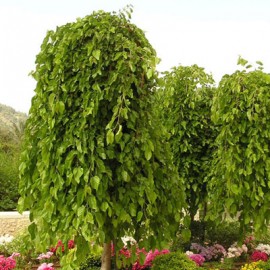 Шелковица плакучая